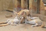 Small Land Mammals