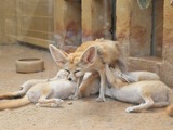 Fennec Fox cute ears mother nursing cubs