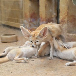 Fennec Fox cute ears mother nursing cubs