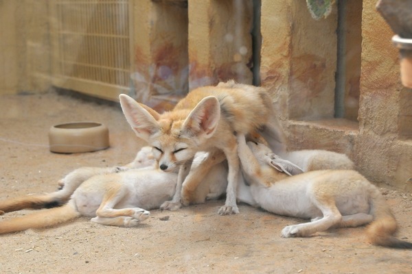 Fennec Fox cute ears mother nursing cubs