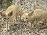 Fennec Fox cute ears pair Foxes