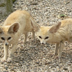 Fennec Fox cute ears pair Foxes