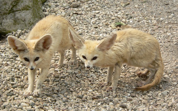 Fennec Fox cute ears pair Foxes