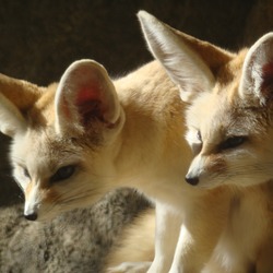 Fennec Fox cute ears pair Vulpes zerda