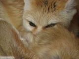 Fennec Fox Photo Gallery