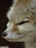 Fox Galleries