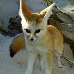 Fennec Fox cute ears pup Vulpes zerda