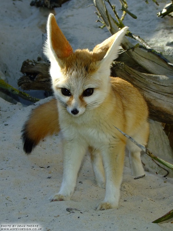 Fennec Fox cute ears pup Vulpes zerda
