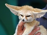 Fennec Fox cute ears pup cub big