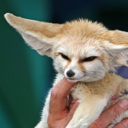 Fennec Fox cute ears pup cub big