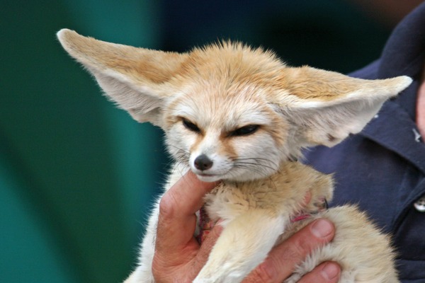 Fennec Fox cute ears pup cub big
