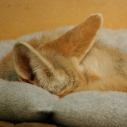 Fennec Fox cute ears pup cub sleeping