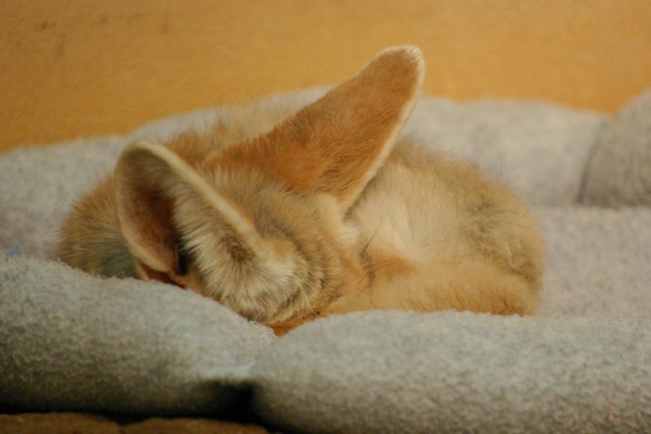 Fennec Fox cute ears pup cub sleeping
