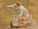 Fennec Fox cute ears pups playing