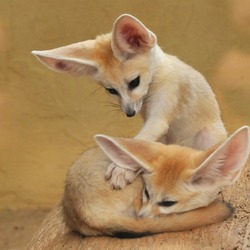 Fennec Fox cute ears pups playing