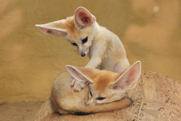 Fennec Fox cute ears pups playing