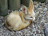 Fennec Fox cute ears sahara Africa