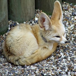 Fennec Fox cute ears sahara Africa