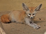 Fennec Fox cute ears sahara Vulpes zerda