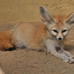 Fennec Fox cute ears sahara Vulpes zerda