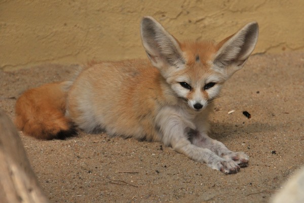 Fennec Fox cute ears sahara Vulpes zerda
