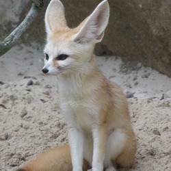 Fennec Fox cute ears sitting Vulpes zerda