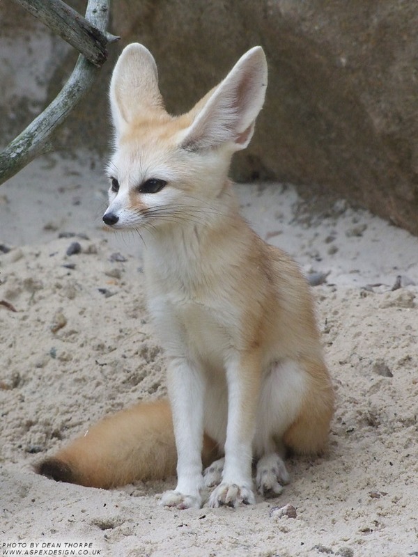 Fennec Fox cute ears sitting Vulpes zerda