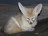 Fennec Fox cute ears sleep Cincinnati Zoo