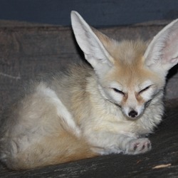 Fennec Fox cute ears sleep Cincinnati Zoo