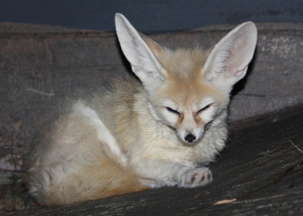 Fennec Fox cute ears sleep Cincinnati Zoo