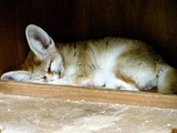Fennec Fox cute ears sleeping Vulpes zerda (2)