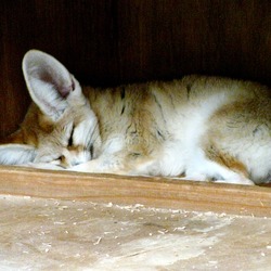 Fennec Fox cute ears sleeping Vulpes zerda (2)