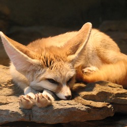 Fennec Fox cute ears sleeping Vulpes zerda