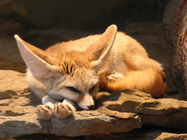 Fennec Fox cute ears sleeping Vulpes zerda