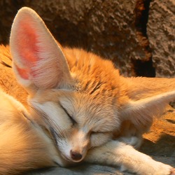 Fennec Fox cute ears sleeping Wilhelma Zoo