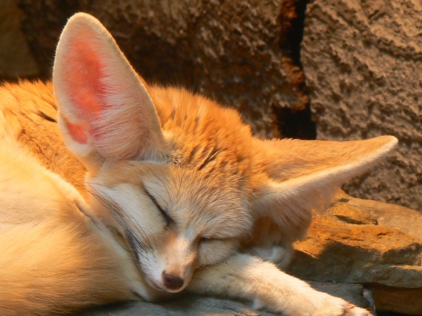 Fennec Fox cute ears sleeping Wilhelma Zoo