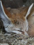 Fennec Fox cute ears sleeping image