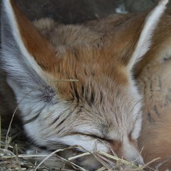 Fennec Fox cute ears sleeping image