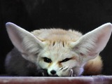 Fennec Fox cute ears sleeping photo
