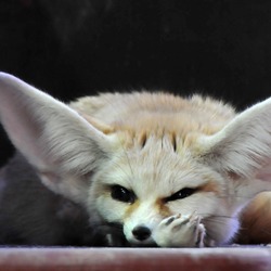 Fennec Fox cute ears sleeping photo