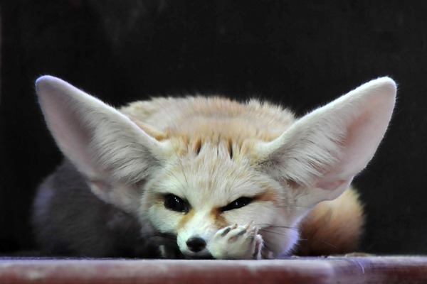 Fennec Fox cute ears sleeping photo