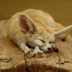 Fennec Fox cute ears sleeping sahara