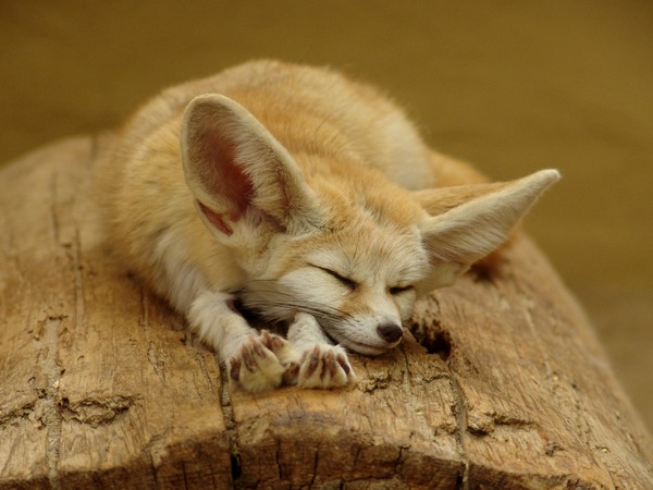 Fennec Fox cute ears sleeping sahara