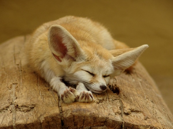 IMG:http://www.animalgalleries.org/cache/Small-Land-Mammals/Fox-Galleries/Fennec-Fox-Gallery/Fennec%20Fox%20cute%20ears%20sleeping%20sahara_w600_h450.jpg