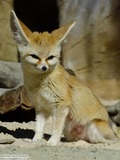 Fennec Fox cute ears smile