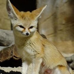 Fennec Fox cute ears smile