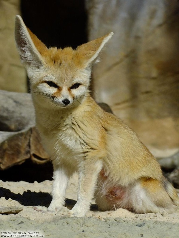 Fennec Fox cute ears smile