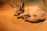Small Land Mammals