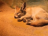 Fennec Fox cute ears tired Vulpes zerda