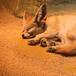 Fennec Fox cute ears tired Vulpes zerda